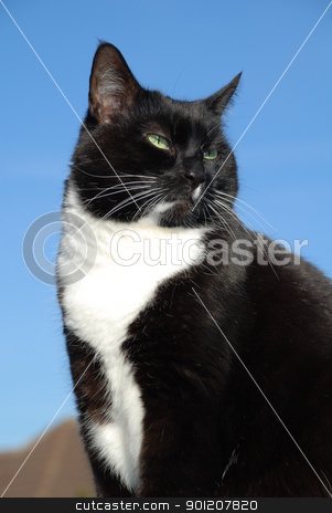 To use this stock image in your creative project, please select the size you need over to the right and click the "Add to Cart" button.
Your downloaded image will come with the Cutcaster watermark removed so don’t worry about the watermark you see on this page. Black and white cat stock photo, Portrait of a black and white cat against a blue sky background. by newsfocus1