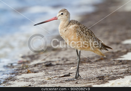 To use this stock image in your creative project, please select the size you need over to the right and click the "Add to Cart" button.
Your downloaded image will come with the Cutcaster watermark removed so don’t worry about the watermark you see on this page. Marbled Godwit (Limosa fedoa) stock photo, Marbled Godwit standing on beach shore. by Glenn Price