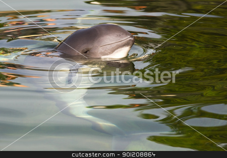 To use this stock image in your creative project, please select the size you need over to the right and click the "Add to Cart" button.
Your downloaded image will come with the Cutcaster watermark removed so don’t worry about the watermark you see on this page. Harbour porpoise or Phocoena phocoena stock photo, Relaxed Harbour porpoise or Phocoena phocoena in summer sunshine and clear water - horizontal image by Colette Planken-Kooij