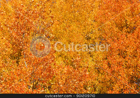 Fall background Fall background stock photo, Aspen birch yellow tree at it peak fall color by Sreedhar Yedlapati