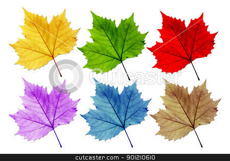 Leaves vary in color Leaves vary in color stock photo, Leaves vary in color. White background. Distinguished, with the leaves. by photomyheart