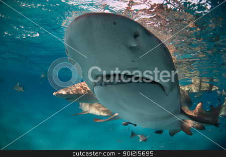 To use this stock image in your creative project, please select the size you need over to the right and click the "Add to Cart" button.
Your downloaded image will come with the Cutcaster watermark removed so don’t worry about the watermark you see on this page. Shark visit stock photo, Close up on a lemon shark in shallow water, Bahamas by Fiona Ayerst Underwater Photography