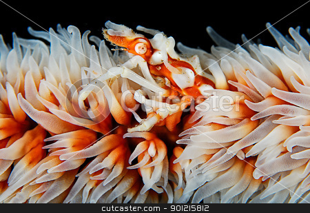 Whip Coral Xeno Crab Whip Coral Xeno Crab stock photo, Bassas da India by Fiona Ayerst Underwater Photography