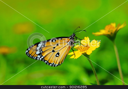 Plain tiger plain tiger stock photo, plain tiger buttefly by Arvind Balaraman