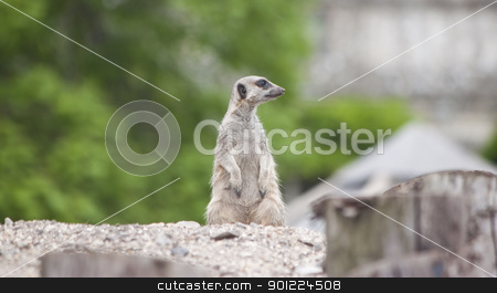Meercat on sentry duties meercat on sentry duties stock photo, a meercat standing on sentry duty by Stephen Clarke