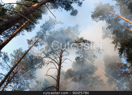 Forest fire Forest fire stock photo, Big fire of trees in a wood with a smoke and a flame by Imaster
