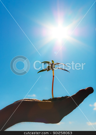 To use this stock image in your creative project, please select the size you need over to the right and click the "Add to Cart" button.
Your downloaded image will come with the Cutcaster watermark removed so don’t worry about the watermark you see on this page. Growth metaphor stock photo, Small plant on a hand men by Imaster