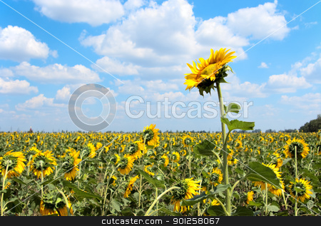 Sunflower field Sunflower field stock photo, Beautiful field of sunflowers and cloudy sky by Imaster