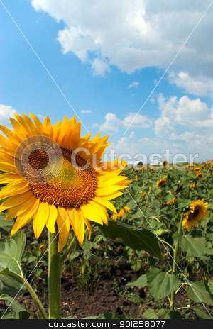 Sunflower field Sunflower field stock photo, Beautiful field of sunflowers and cloudy sky by Imaster