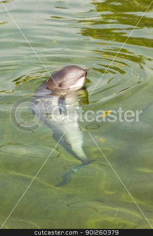 Harbour porpoise or Phocoena phocoena Harbour porpoise or Phocoena phocoena stock photo, Curious Harbour porpoise or Phocoena phocoena in summer sunshine and clear water by Colette Planken-Kooij