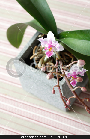 To use this stock image in your creative project, please select the size you need over to the right and click the "Add to Cart" button.
Your downloaded image will come with the Cutcaster watermark removed so don’t worry about the watermark you see on this page. Orchids stock photo, Orchids by Lasse Kristensen@gmail.com