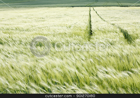 To use this stock image in your creative project, please select the size you need over to the right and click the "Add to Cart" button.
Your downloaded image will come with the Cutcaster watermark removed so don’t worry about the watermark you see on this page. Field stock photo, A green field with wheel tracks by Lasse Kristensen@gmail.com