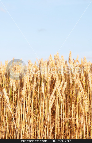To use this stock image in your creative project, please select the size you need over to the right and click the "Add to Cart" button.
Your downloaded image will come with the Cutcaster watermark removed so don’t worry about the watermark you see on this page. Corn field stock photo, A beautiful corn field in a line by Lasse Kristensen@gmail.com
