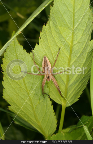To use this stock image in your creative project, please select the size you need over to the right and click the "Add to Cart" button.
Your downloaded image will come with the Cutcaster watermark removed so don’t worry about the watermark you see on this page. Nursery web spider (Pisaura mirabilis) stock photo, Nursery web spider (Pisaura mirabilis) on a leaf by Torsten Dietrich