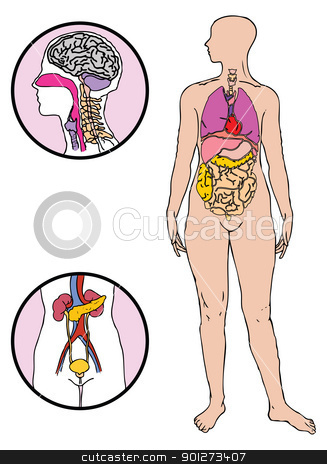 Human organs human organs stock vector clipart, vector illustration of human organs by Emir Simsek