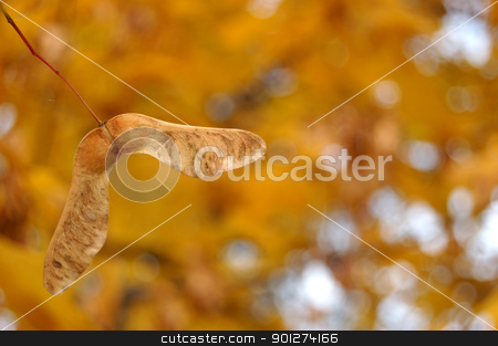 To use this stock image in your creative project, please select the size you need over to the right and click the "Add to Cart" button.
Your downloaded image will come with the Cutcaster watermark removed so don’t worry about the watermark you see on this page. Autumn leaves stock photo, Polish golden autumn by johnnychaos