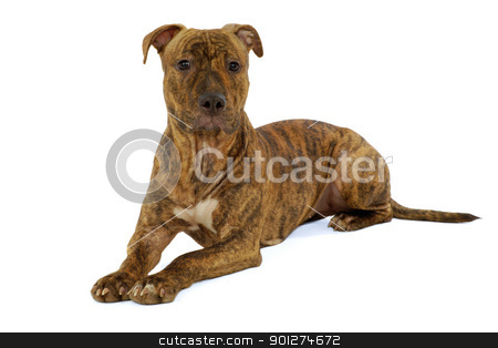 Staffordshire terrier dog Staffordshire terrier dog stock photo, Staffordshire terrier dog is resting on a clean white background by Lars Christensen