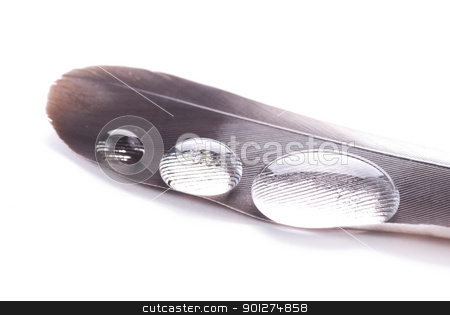 To use this stock image in your creative project, please select the size you need over to the right and click the "Add to Cart" button.
Your downloaded image will come with the Cutcaster watermark removed so don’t worry about the watermark you see on this page. Water drops on feather stock photo, Transparent series water drop on grey feather by Lawren