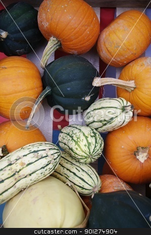 To use this stock image in your creative project, please select the size you need over to the right and click the "Add to Cart" button.
Your downloaded image will come with the Cutcaster watermark removed so don’t worry about the watermark you see on this page. Fall Gourds stock photo, Fall Gourds by Ed Corey