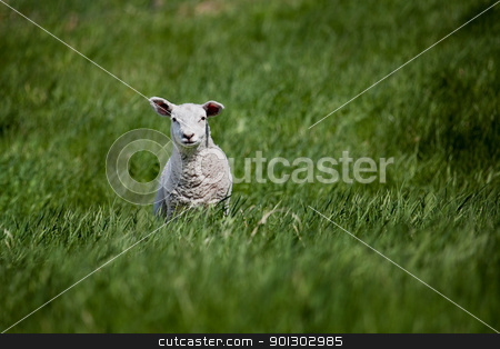 To use this stock image in your creative project, please select the size you need over to the right and click the "Add to Cart" button.
Your downloaded image will come with the Cutcaster watermark removed so don’t worry about the watermark you see on this page. Lamb stock photo, A lamb isolated against a green meadow by Tyler Olson