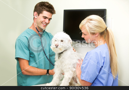 To use this stock image in your creative project, please select the size you need over to the right and click the "Add to Cart" button.
Your downloaded image will come with the Cutcaster watermark removed so don’t worry about the watermark you see on this page. Vet Check-Up stock photo, A dog at the vet having his heart rate measured by Tyler Olson