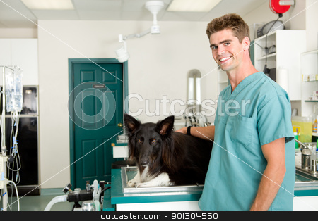 To use this stock image in your creative project, please select the size you need over to the right and click the "Add to Cart" button.
Your downloaded image will come with the Cutcaster watermark removed so don’t worry about the watermark you see on this page. Vet Clinic stock photo, A small animal clinic with a dog on the surgery prep table by Tyler Olson