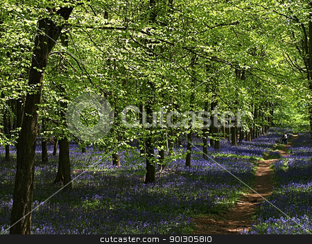 To use this stock image in your creative project, please select the size you need over to the right and click the "Add to Cart" button.
Your downloaded image will come with the Cutcaster watermark removed so don’t worry about the watermark you see on this page. Bluebells in Spring stock photo, The natural beauty of wild flowers in the UK in Spring by SRSImages
