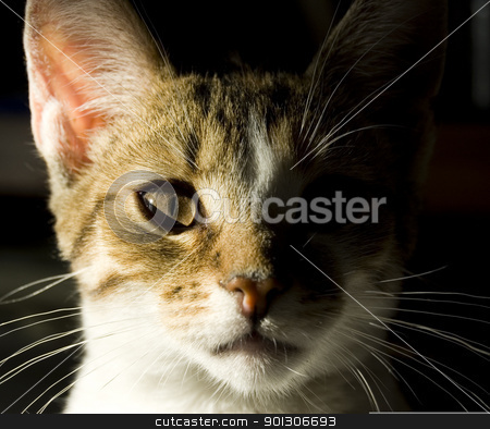 To use this stock image in your creative project, please select the size you need over to the right and click the "Add to Cart" button.
Your downloaded image will come with the Cutcaster watermark removed so don’t worry about the watermark you see on this page. Young cat portrait stock photo, Portrait of little domestic cat with strong shadow by johnnychaos