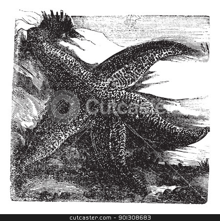 To use this stock image in your creative project, please select the size you need over to the right and click the "Add to Cart" button.
Your downloaded image will come with the Cutcaster watermark removed so don’t worry about the watermark you see on this page. Asterias rubens or Common starfish. Vintage engraving. stock vector clipart, Asterias rubens, Common starfish or Common Sea Star. Vintage engraving. Old engraved illustration of a Common Starfish found on rocky and gravelly substrates in the north-east Atlantic and Indian Ocean. by Patrick Guenette