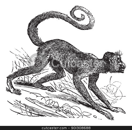 To use this stock image in your creative project, please select the size you need over to the right and click the "Add to Cart" button.
Your downloaded image will come with the Cutcaster watermark removed so don’t worry about the watermark you see on this page. Ateles paniscus or Red-faced spider monkey. Vintage engraving. stock vector clipart, Ateles paniscus, Red-faced spider monkey, Guiana spider monkey or Red-faced black spider monkey. Vintage engraving. Old engraved illustration of a Red-faced spider monkey on his four legs by Patrick Guenette