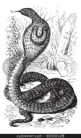Indian Cobra or Spectacled Cobra or Naja naja vintage engraving Indian Cobra or Spectacled Cobra or Naja naja vintage engraving stock vector clipart, Indian Cobra or Spectacled Cobra or Naja naja, vintage engraving. Old engraved illustration of an Indian Cobra. by Patrick Guenette