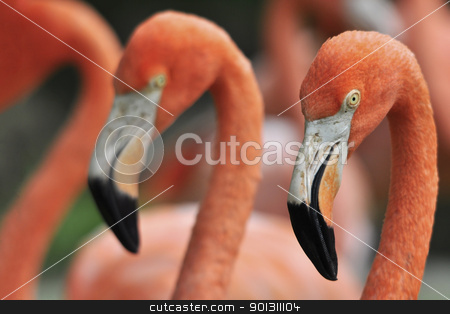 To use this stock image in your creative project, please select the size you need over to the right and click the "Add to Cart" button.
Your downloaded image will come with the Cutcaster watermark removed so don’t worry about the watermark you see on this page. Flamingos stock photo, Three Red Flamingos lined up by ruigsantos
