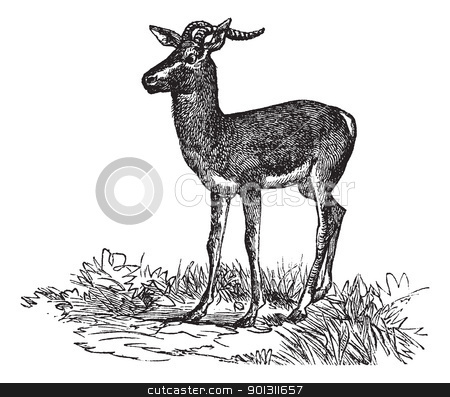 To use this stock image in your creative project, please select the size you need over to the right and click the "Add to Cart" button.
Your downloaded image will come with the Cutcaster watermark removed so don’t worry about the watermark you see on this page. Soemmerring's Gazelle or Nanger soemmerringii vintage engraving stock vector clipart, Soemmerring's Gazelle or Nanger soemmerringii or Gazella soemmerringii, vintage engraving. Old engraved illustration of Soemmerring's Gazelle in the meadow. by Patrick Guenette