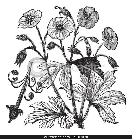To use this stock image in your creative project, please select the size you need over to the right and click the "Add to Cart" button.
Your downloaded image will come with the Cutcaster watermark removed so don’t worry about the watermark you see on this page. Spotted Geranium or Geranium maculatum vintage engraving stock vector clipart, Spotted Geranium or Geranium maculatum or Wood Geranium or Wild Geranium or Spotted Cranesbill or Wild Cranesbill or Alum Root or Alum Bloom or Old Maid's Nightcap, vintage engraving. Old engraved illustration of Spotted Geranium, isolated on a white background. by Patrick Guenette