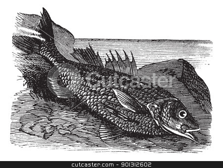 To use this stock image in your creative project, please select the size you need over to the right and click the "Add to Cart" button.
Your downloaded image will come with the Cutcaster watermark removed so don’t worry about the watermark you see on this page. Labrax lines (labrax lineatus) vintage engraving stock vector clipart, Labrax lines (labrax lineatus) vintage engraving. Old engraved illustration of by Patrick Guenette