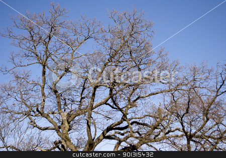To use this stock image in your creative project, please select the size you need over to the right and click the "Add to Cart" button.
Your downloaded image will come with the Cutcaster watermark removed so don’t worry about the watermark you see on this page. trees against stock photo, branches of tall trees against the blue sky by freeteo