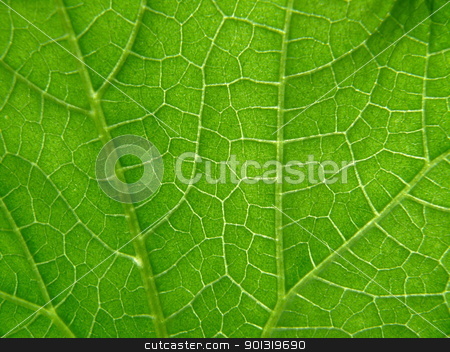 Texture of cucumber leaf Texture of cucumber leaf stock photo, Texture of cucumber leaf by Stoyanov