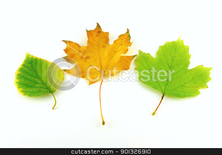 Color autumn leaves of birch and maple Color autumn leaves of birch and maple stock photo, Color autumn leaves of birch and maple over white by Sergei Devyatkin