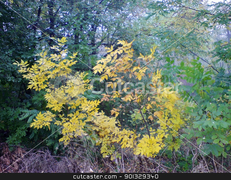 To use this stock image in your creative project, please select the size you need over to the right and click the "Add to Cart" button.
Your downloaded image will come with the Cutcaster watermark removed so don’t worry about the watermark you see on this page. Green and yellow leaves. The fall coming stock photo, Green and yellow leaves. The fall coming by sculler