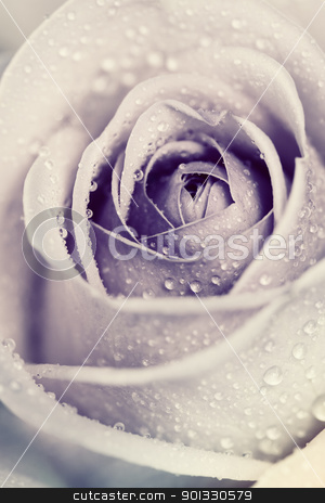 To use this stock image in your creative project, please select the size you need over to the right and click the "Add to Cart" button.
Your downloaded image will come with the Cutcaster watermark removed so don’t worry about the watermark you see on this page. rose stock photo, Close-up view of beatiful pink rose with water drops by klenova