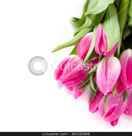 To use this stock image in your creative project, please select the size you need over to the right and click the "Add to Cart" button.
Your downloaded image will come with the Cutcaster watermark removed so don’t worry about the watermark you see on this page. Pink tulips stock photo, Pink tulips on white background (with sample text) by klenova