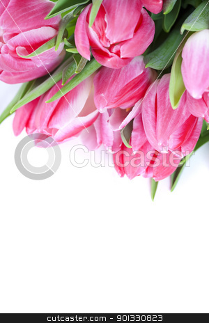 Pink tulips Pink tulips stock photo, Pink tulips on white background by klenova