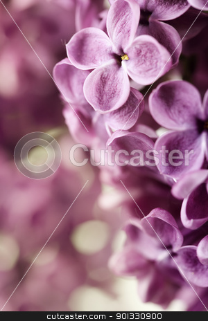 To use this stock image in your creative project, please select the size you need over to the right and click the "Add to Cart" button.
Your downloaded image will come with the Cutcaster watermark removed so don’t worry about the watermark you see on this page. Spring Lilac stock photo, close-up beautiful lilac background by klenova