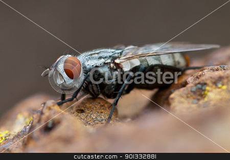 To use this stock image in your creative project, please select the size you need over to the right and click the "Add to Cart" button.
Your downloaded image will come with the Cutcaster watermark removed so don’t worry about the watermark you see on this page. Friendly Fly stock photo, Such a cheerful, friendly and relaxed looking fly...
Hawthorn, Melbourne, Australia by Ben Cordia