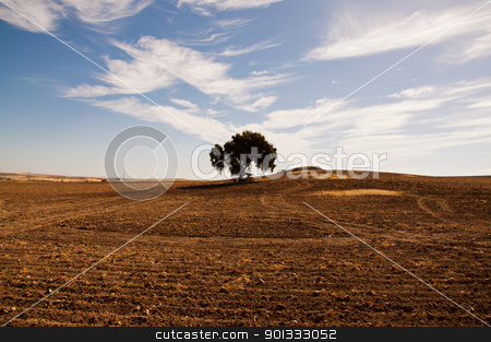 To use this stock image in your creative project, please select the size you need over to the right and click the "Add to Cart" button.
Your downloaded image will come with the Cutcaster watermark removed so don’t worry about the watermark you see on this page. Dehesa en Extremadura stock photo, Dehesa en Extremadura, Spain by dirimir