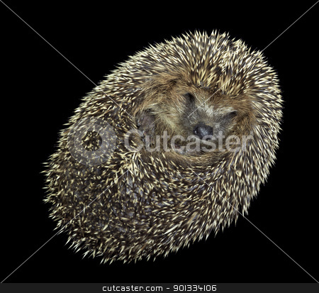 To use this stock image in your creative project, please select the size you need over to the right and click the "Add to Cart" button.
Your downloaded image will come with the Cutcaster watermark removed so don’t worry about the watermark you see on this page. rolled-up hedgehog portrait stock photo, portrait of a rolled-up young hedgehog. Studio photography in black back by prill