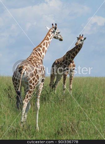 Two Giraffes in african savannah two Giraffes in african savannah stock photo, two Rothschild Giraffes looking on each other in Uganda (Africa) by prill