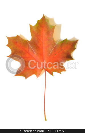 To use this stock image in your creative project, please select the size you need over to the right and click the "Add to Cart" button.
Your downloaded image will come with the Cutcaster watermark removed so don’t worry about the watermark you see on this page. Autumn maple leaf stock photo, Yellow autumn maple leaf with soft shadows on white background by Iryna Rasko