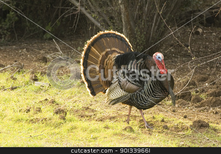 Turkey tom strutting Turkey tom strutting stock photo, Turkey Tom strutting his stuff by Jeffrey Banke