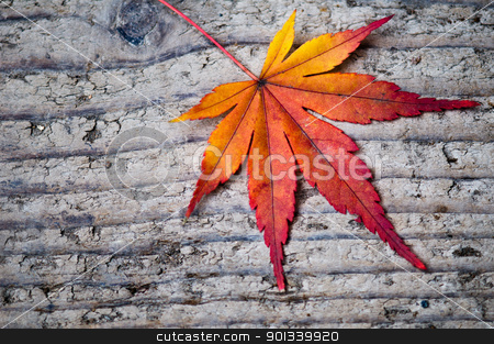 Red leave on tree bark Red leave on tree bark stock photo, Red leave on tree bark autumn impression by Ulrich Schade